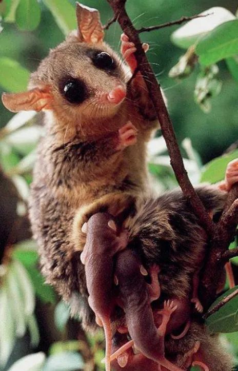 Sobre a Bicho do Mato